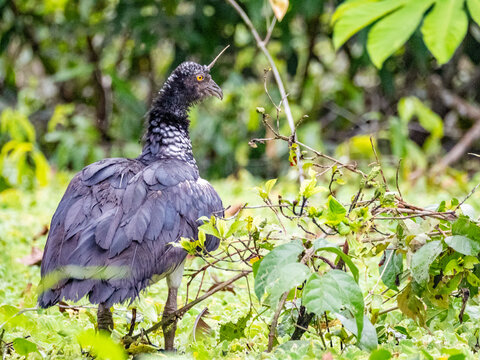 An adult horned screamer, Anhima cornuta, on the ground in the Pacaya Samiria Preserve, Peru