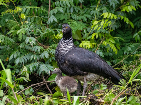 An adult female horned screamer, Anhima cornuta, with chick on the ground in the Pacaya Samiria Preserve, Peru