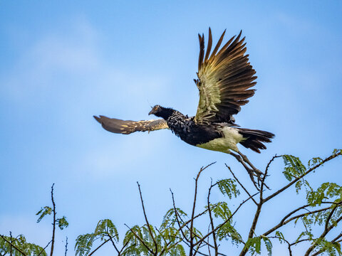 An adult horned screamer, Anhima cornuta, in flight in the Pacaya Samiria Preserve, Peru