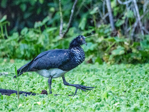 An adult horned screamers, Anhima cornuta, walking in the Pacaya Samiria Preserve, Peru