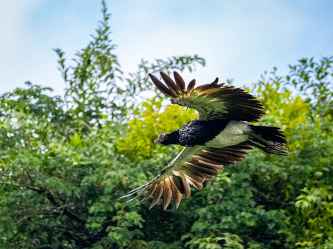 An adult horned screamer, Anhima cornuta, in flight in the Pacaya Samiria Preserve, Peru
