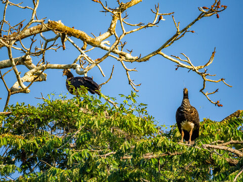 A pair of adult horned screamers, Anhima cornuta, perched in a tree in the Pacaya Samiria Preserve, Peru
