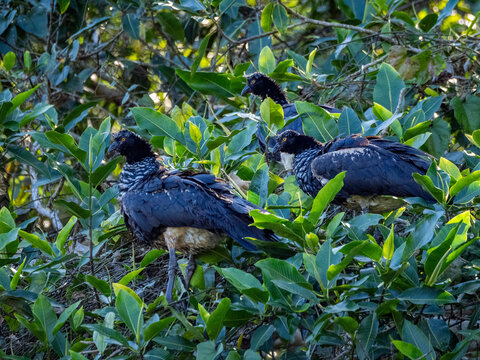 Three adult horned screamers, Anhima cornuta, perched in a tree in the Pacaya Samiria Preserve, Peru