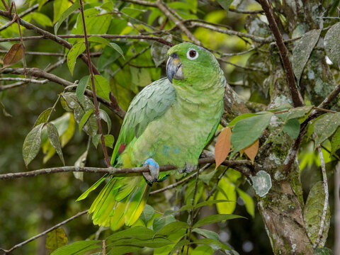 Adult captive mealy Amazon, Amazona farinosa , perched in a tree within the Pacaya Samiria Preserve, Peru