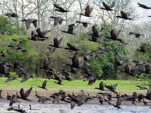 Adult neotropic cormorants, Phalacrocorax brasilianus, taking flight within the Pacaya Samiria Preserve, Peru