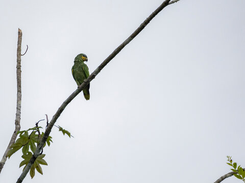 Adult orange-winged parrot, Amazona amazonica, perched on a tree within the Pacaya Samiria Preserve, Peru