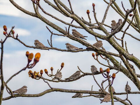 Adult sand-colored nighthawks, Chordeiles rupestris, perched in a tree within the Pacaya Samiria Preserve, Peru