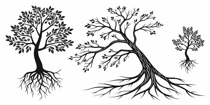 Three distinct trees with intricate root systems illustrated in black and white. Vector