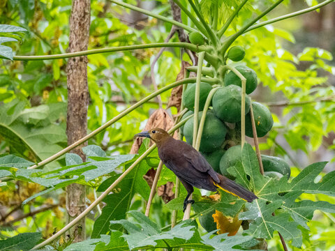 Adult russet-backed oropendola, Psaroccolius angustifrons, perched in a tree within the Pacaya Samiria Preserve, Peru