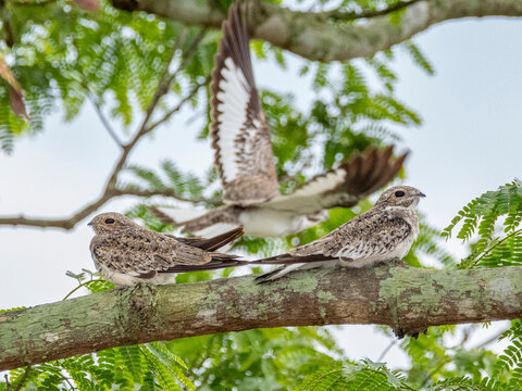 Adult sand-colored nighthawks, Chordeiles rupestris, perched in a tree within the Pacaya Samiria Preserve, Peru
