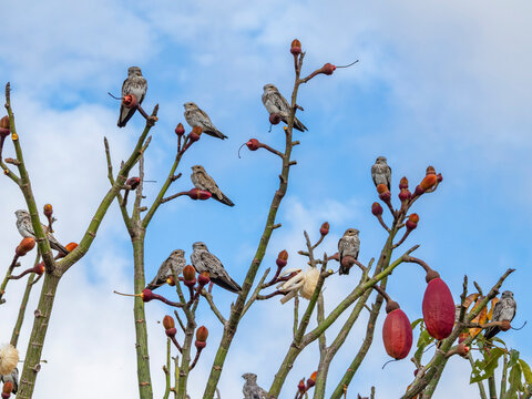 Adult sand-colored nighthawks, Chordeiles rupestris, perched in a tree within the Pacaya Samiria Preserve, Peru
