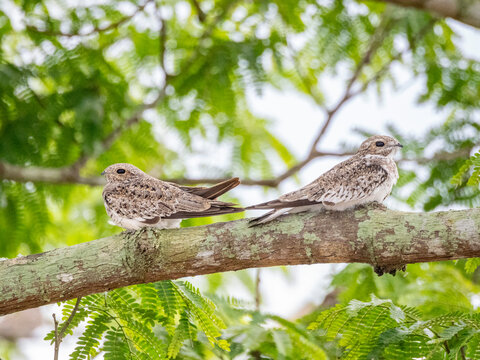 Adult sand-colored nighthawks, Chordeiles rupestris, perched in a tree within the Pacaya Samiria Preserve, Peru