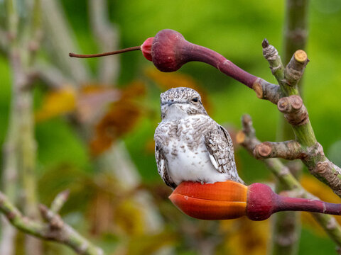 Adult sand-colored nighthawk, Chordeiles rupestris, perched in a tree within the Pacaya Samiria Preserve, Peru