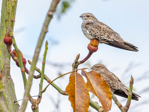 Adult sand-colored nighthawk, Chordeiles rupestris, perched in a tree within the Pacaya Samiria Preserve, Peru