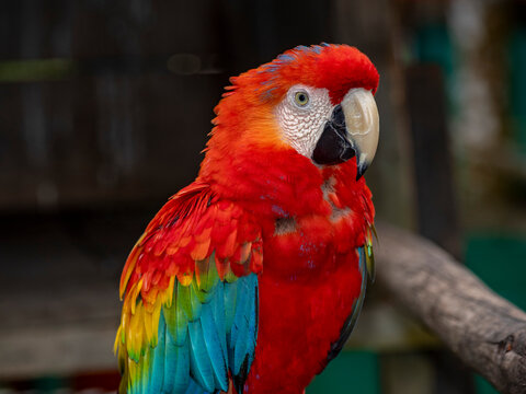 Captive adult scarlet macaw, Ara macao, perched at a house within the Pacaya Samiria Preserve, Peru