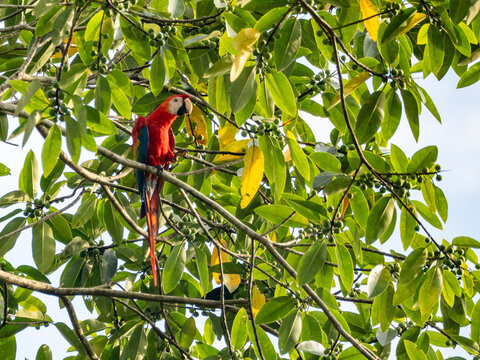 Adult scarlet macaw, Ara macao, perched in a tree within the Pacaya Samiria Preserve, Peru