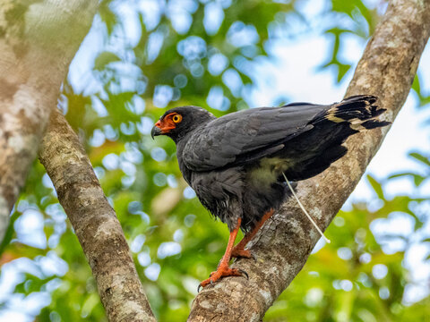 Adult slate-colored hawk, Leucopternis schistaceus, defecating in a tree within the Pacaya Samiria Preserve, Peru
