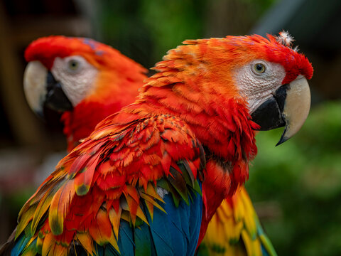 Captive adult scarlet macaws, Ara macao, perched at a house within the Pacaya Samiria Preserve, Peru