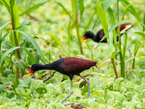 Adult wattled jacanas, Jacana jacana, walking on the vegetation within the Pacaya Samiria Preserve, Peru