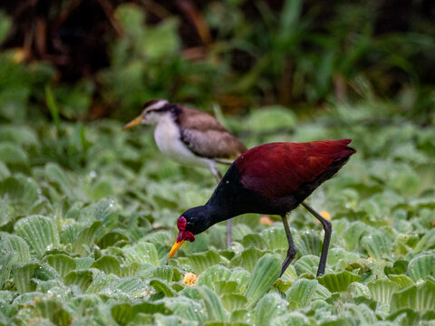 Adult wattled jacana, Jacana jacana, with chick walking on the vegetation within the Pacaya Samiria Preserve, Peru