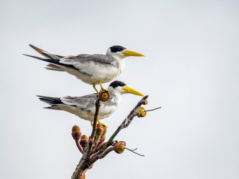 Adult yellow-billed terns, Sterna superciliaris, perched in a tree within the Pacaya Samiria Preserve, Peru