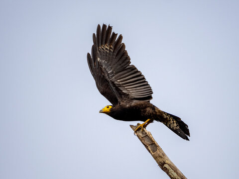 Adult black caracara, Daptrius ater, taking flight from a tree within the Pacaya Samiria Preserve, Peru