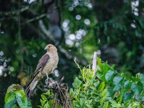 Adult yellow-headed caracara, Daptrius chimachima, in flight within the Pacaya Samiria Preserve, Peru