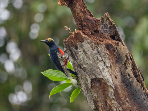 Adult yellow-tufted woodpecker, Melanerpes cruentatus, perched in a tree within the Pacaya Samiria Preserve, Peru