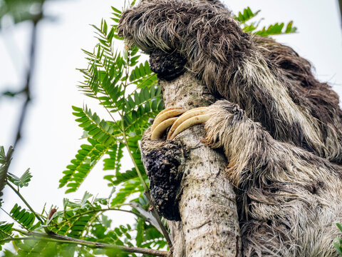 Adult brown-throated sloth, Bradypus variegatus, three toes detail hanging in a tree within the Pacaya Samiria Preserve, Peru