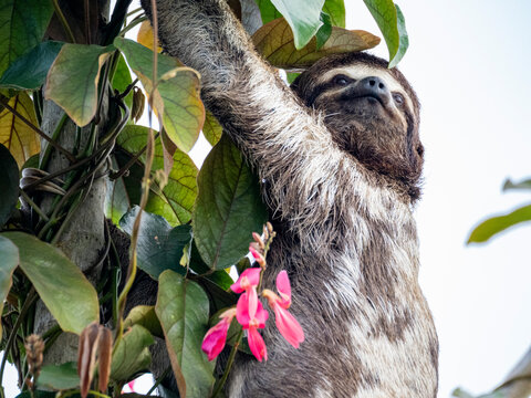 Adult brown-throated sloth, Bradypus variegatus, hanging in a tree within the Pacaya Samiria Preserve, Peru