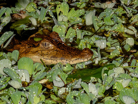 A juvenile spectacled caiman, Caiman crocodilus, at the surface at night within the Pacaya Samiria Preserve, Peru