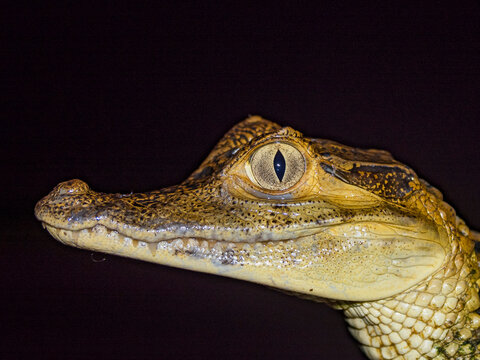 A juvenile spectacled caiman, Caiman crocodilus, captured at night within the Pacaya Samiria Preserve, Peru