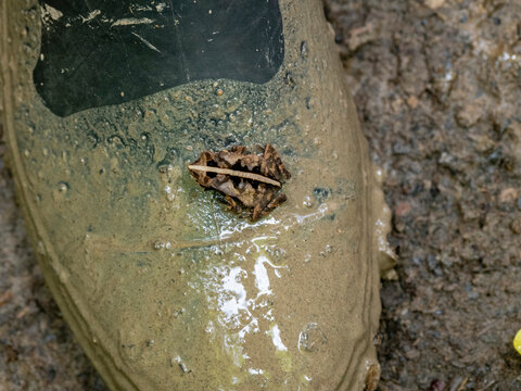 An adult South American common toad, Rhinella margaritifera, on a tmuddy boot within the Pacaya Samiria Preserve, Peru