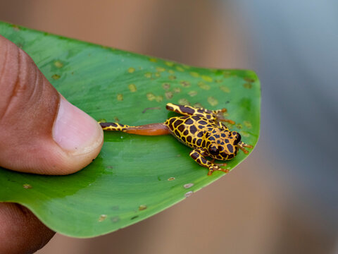 An adult variable clown tree frog, Dendropsophus Triangulum, captured within the Pacaya Samiria Preserve, Peru