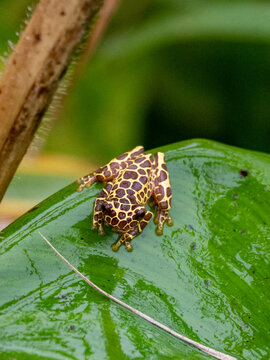 An adult variable clown tree frog, Dendropsophus Triangulum, on a leaf within the Pacaya Samiria Preserve, Peru