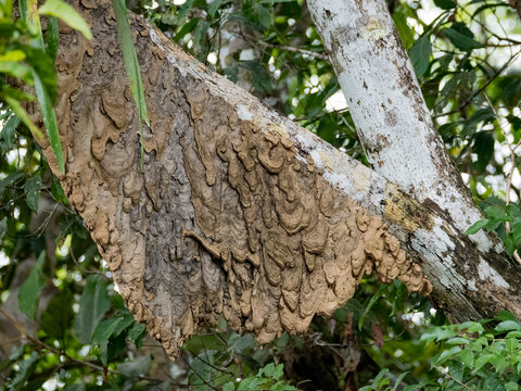 A cecropia ant nest, Genus Azteca, on a tree during the day within the Pacaya Samiria Preserve, Peru