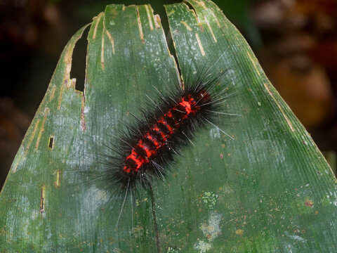 Caterpillar tiger moth, Ammalo helops, on undergrowth in the undergrowth within the Pacaya Samiria Preserve, Peru