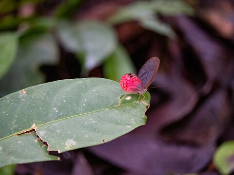 Rusted clearwing-satyr, Cithaerias pireta, on a leaf in the undergrowth within the Pacaya Samiria Preserve, Peru
