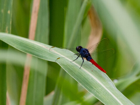 Flame-tailed pondhawk, Arythemis peruviana, on a leaf in the undergrowth within the Pacaya Samiria Preserve, Peru