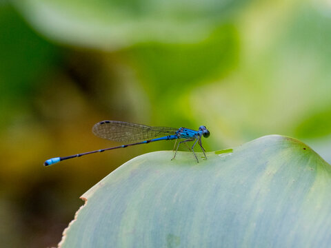 Tiny forktail dragonfly, Ischnura capreolus, on a leaf in the undergrowth within the Pacaya Samiria Preserve, Peru