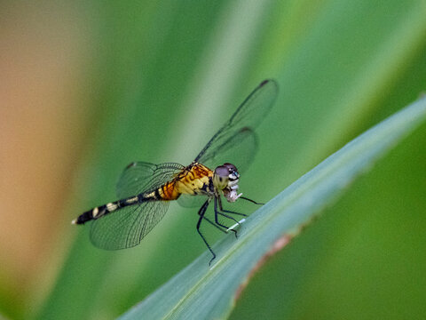 Common blue-eye dragonfly, Anatya guttata, on a leaf in the undergrowth within the Pacaya Samiria Preserve, Peru