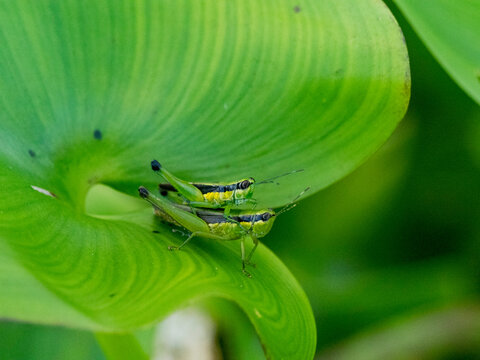 A pair of mating grasshoppers, Cornops frenatum, on a leaf in the undergrowth within the Pacaya Samiria Preserve, Peru