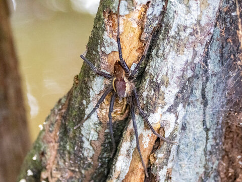 Adult spider, Ancylometes rufus, on a tree within the Pacaya Samiria Preserve, Peru