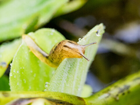 Adult slug, Genus Stylommatophora, on a leaf within the Pacaya Samiria Preserve, Peru