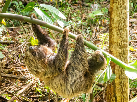 An adult Linnaeus's two-toed sloth, Choloepus didactylus, climbing a tree within the Pacaya Samiria Preserve, Peru