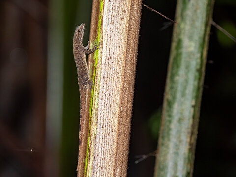 An adult bridled forest gecko, Gonatodes humeralis, climbing a tree within the Pacaya Samiria Preserve, Peru