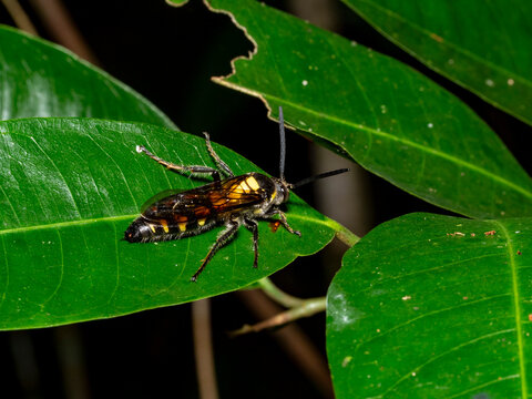 An adult yellow-banded polybia wasp, Polybia ocidentalis, on a tree at night within the Pacaya Samiria Preserve, Peru