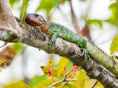 An adult northern caiman lizard, Dracaena guianensis, basking in a tree within the Pacaya Samiria Preserve, Peru