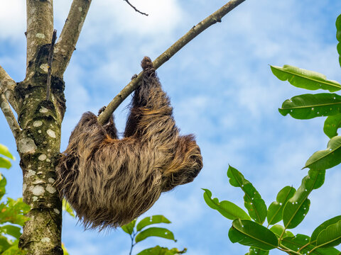 An adult Linnaeus's two-toed sloth, Choloepus didactylus, climbing a tree within the Pacaya Samiria Preserve, Peru