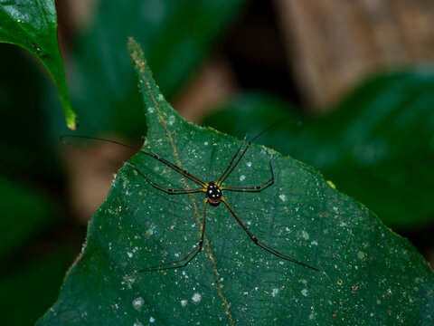 An adult daddy longlegs spider, Tribe Discosomaticini, on a tree at night within the Pacaya Samiria Preserve, Peru